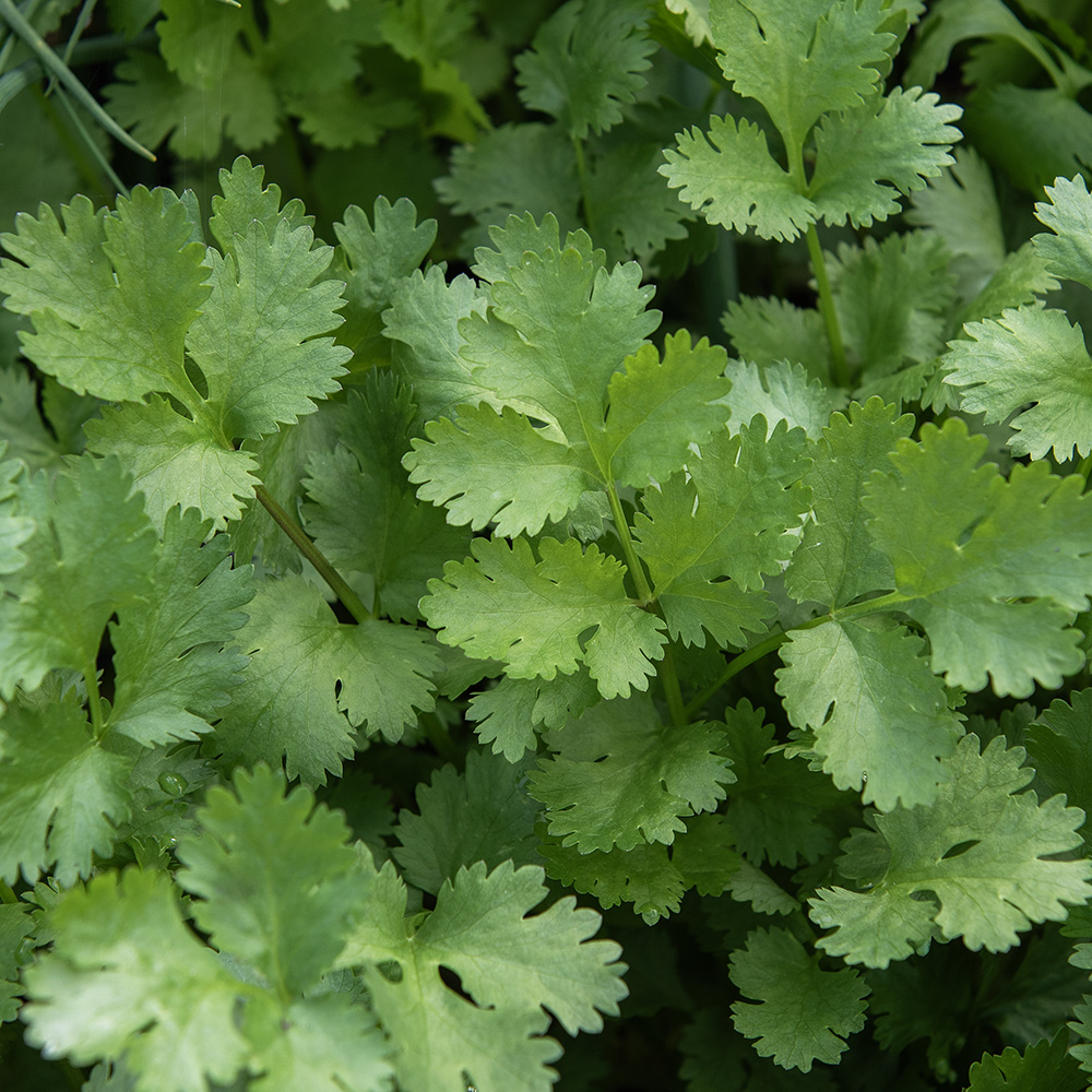 Kolendra siewna 'Atlas'