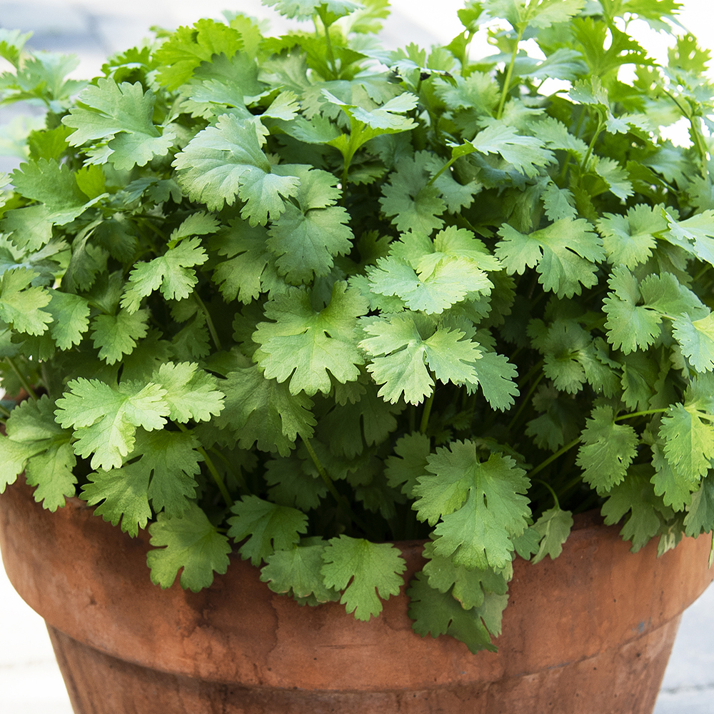 Kolendra siewna 'Green Bush'