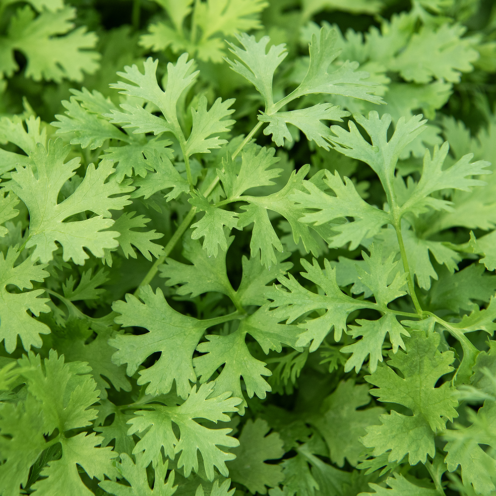 Kolendra siewna 'Lemon'