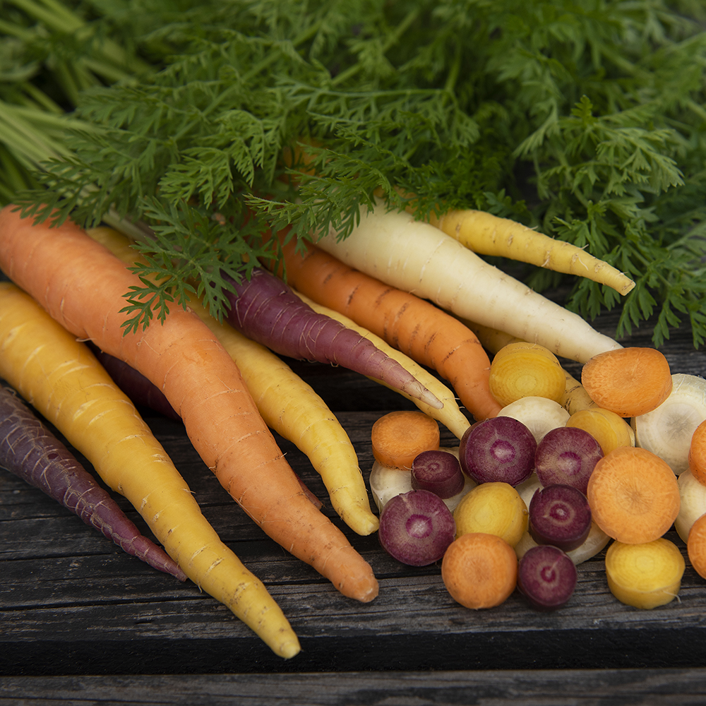 Marchewka letnia F1 'Harlequin Mix'