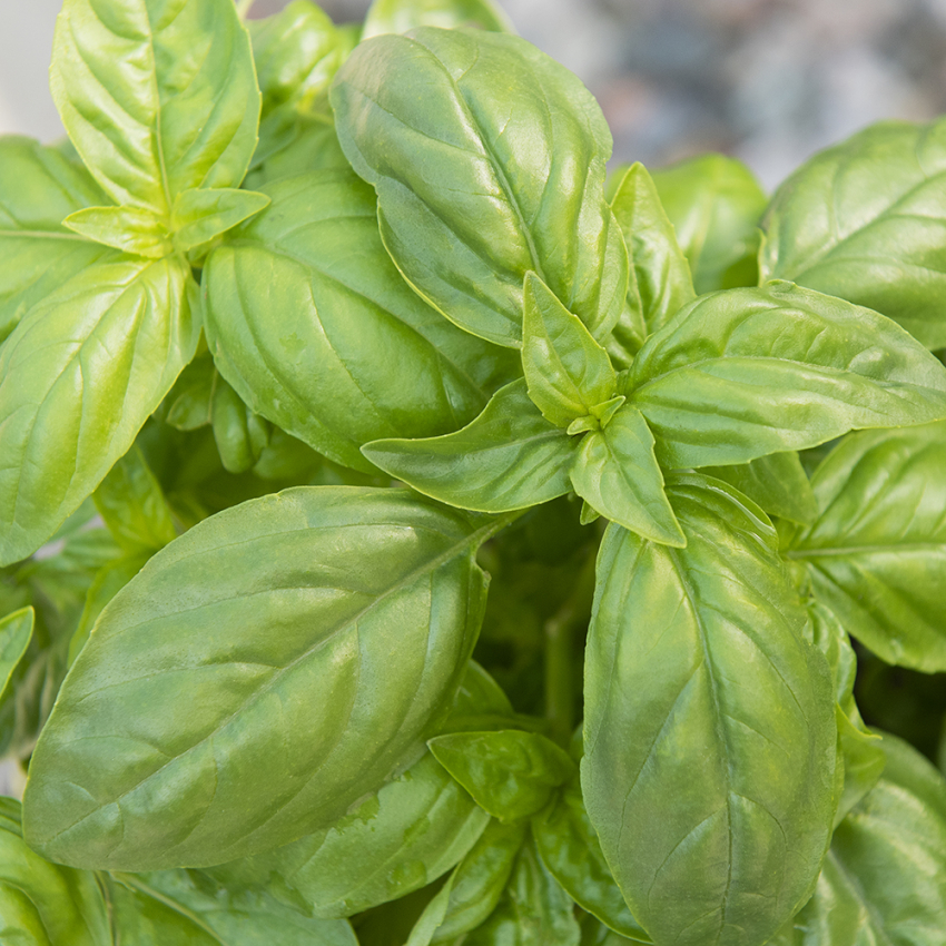 Bazylia wielkolistna 'Italiano Classico'