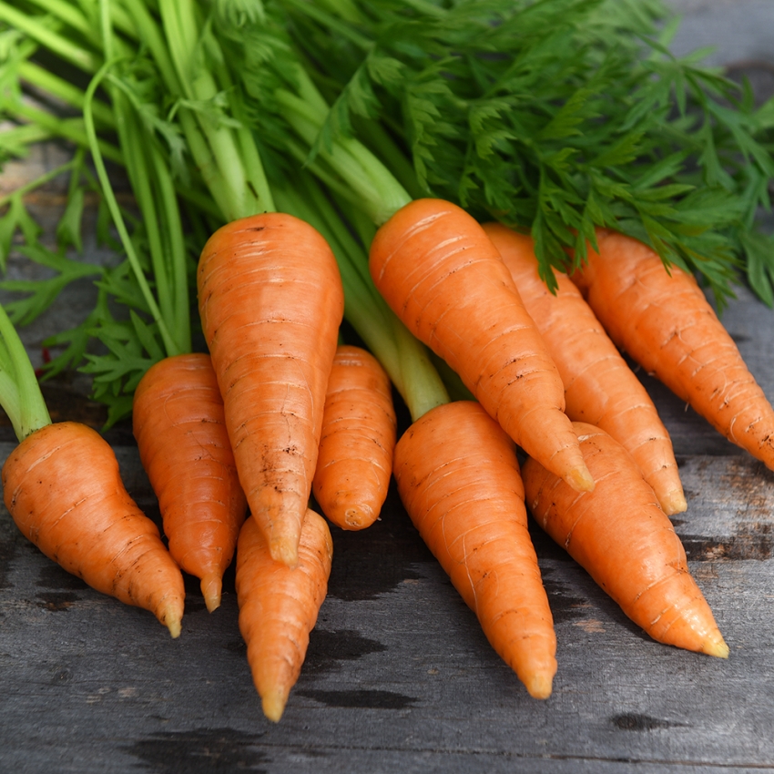 Marchew letnia F1 'Aron'