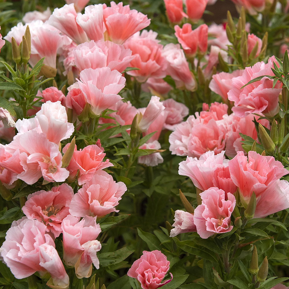 Klarkia wytworna ‘Orange Glory’