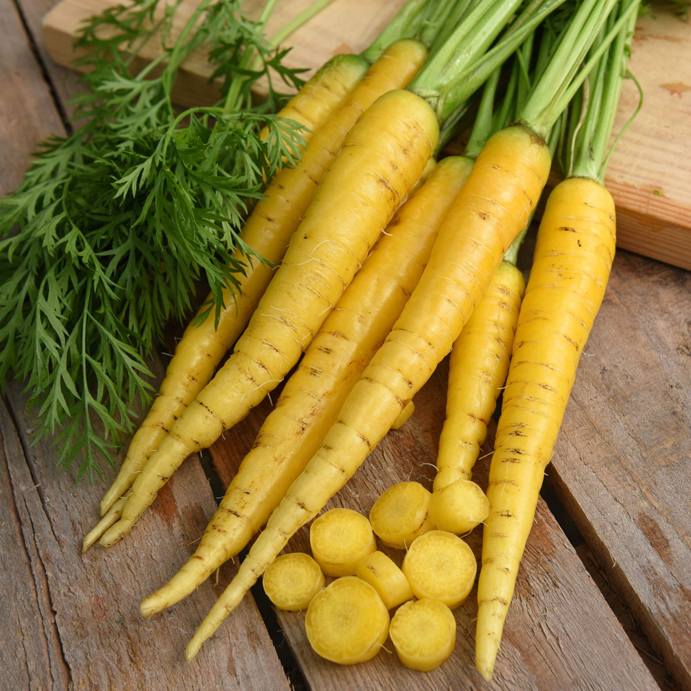 Marchew letnia 'Yellowstone'