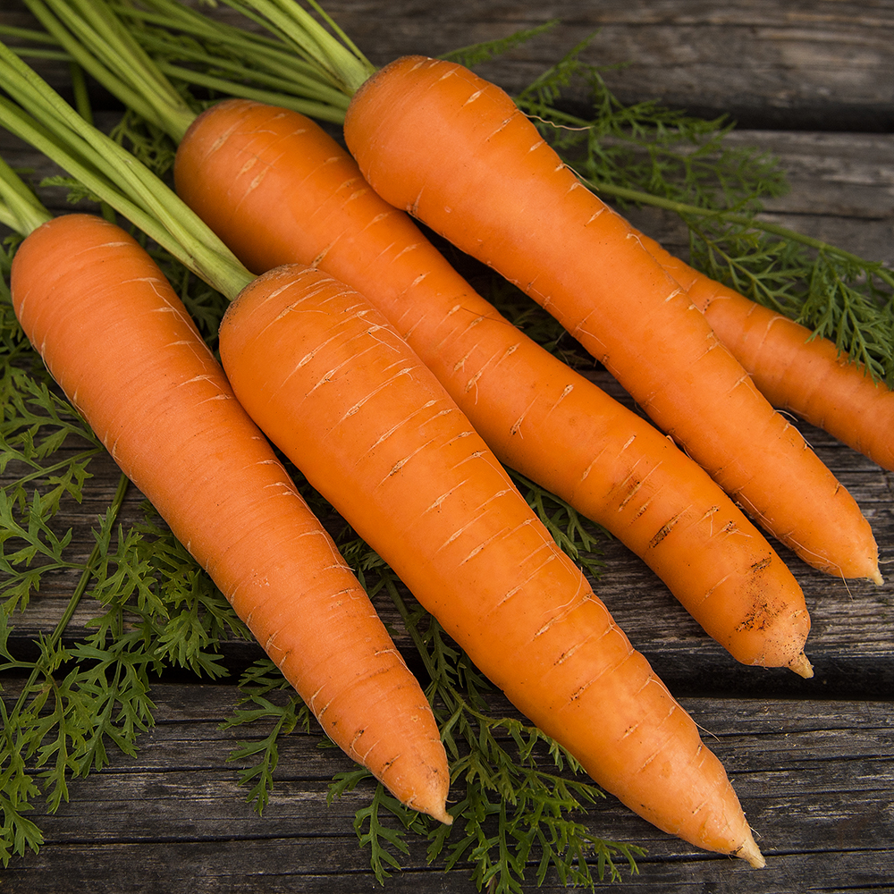 Marchew jesienna F1 'Maestro'