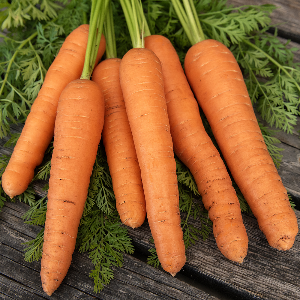 Marchew jesienna F1 'Nairobi'