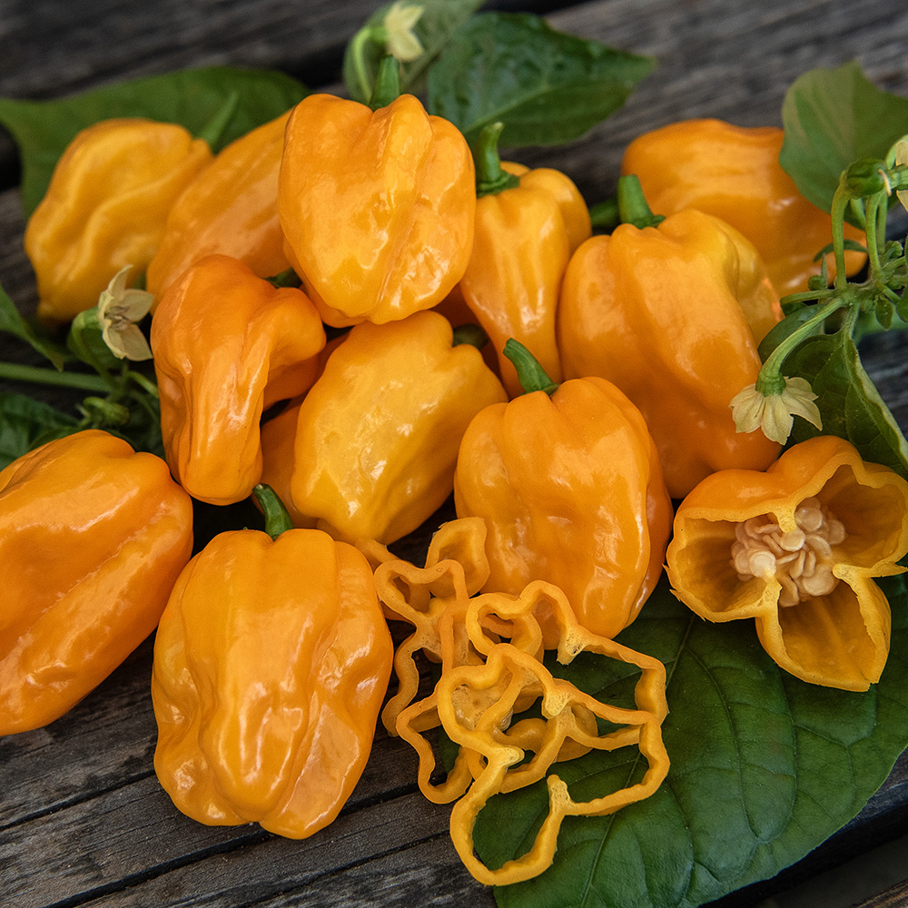 Papryka habanero 'NuMex Suave Orange'