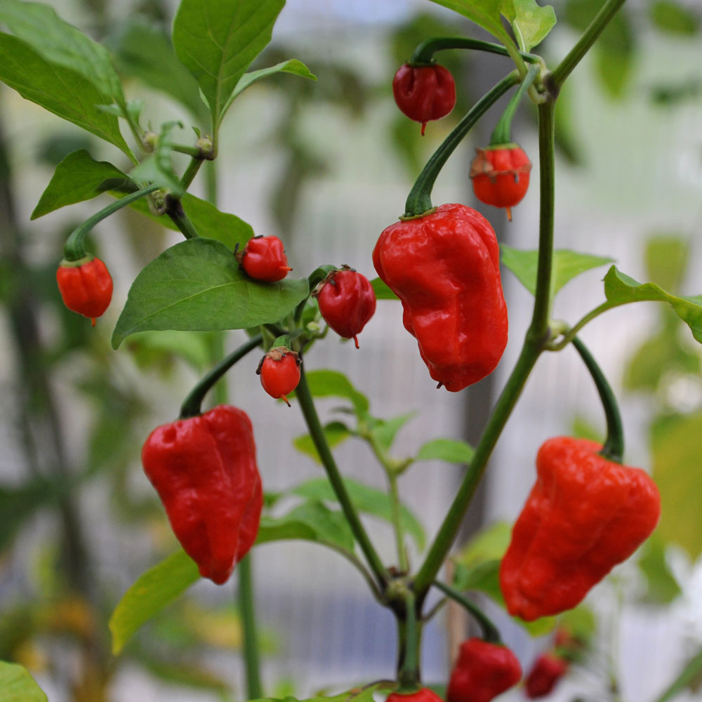 Papryka Habanero 'Naga Jolokia'