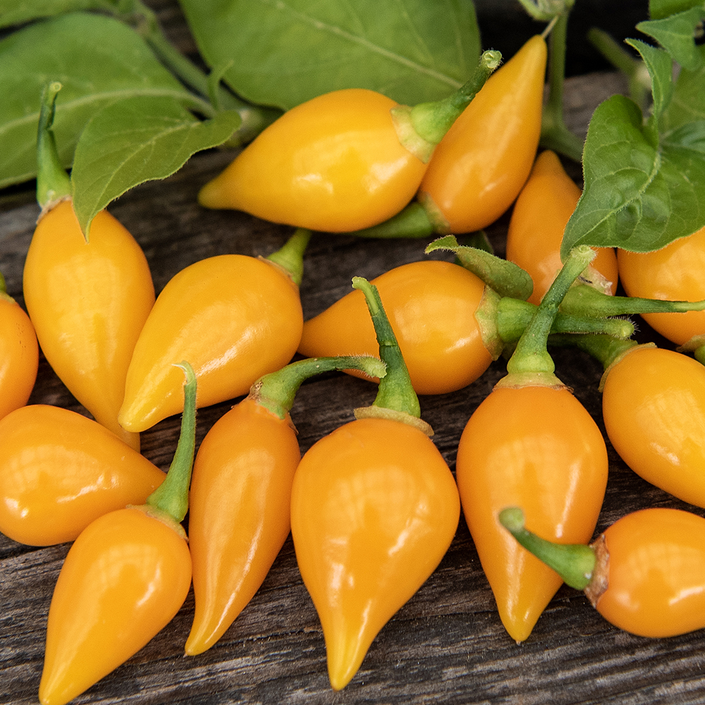 Papryka habanero 'Biquinho Amarela'