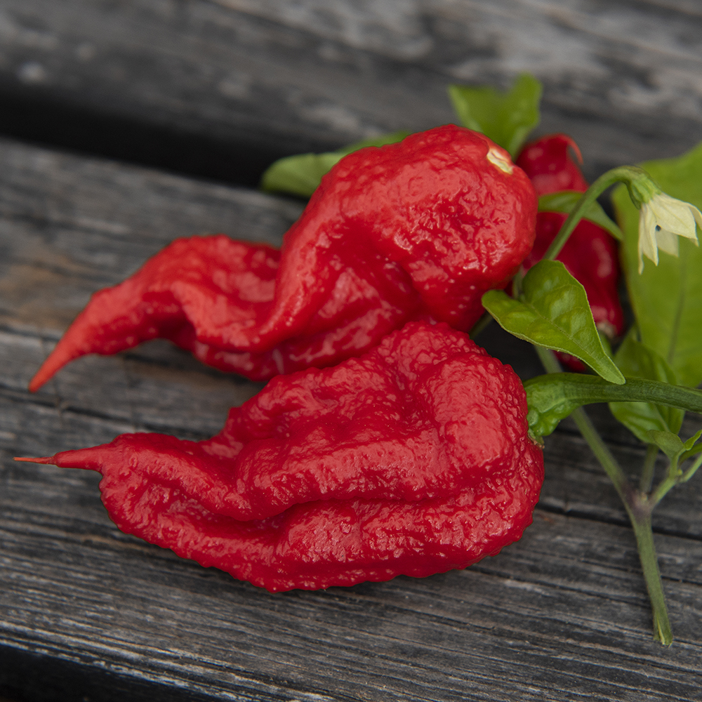 Papryka habanero 'Carolina Reaper'