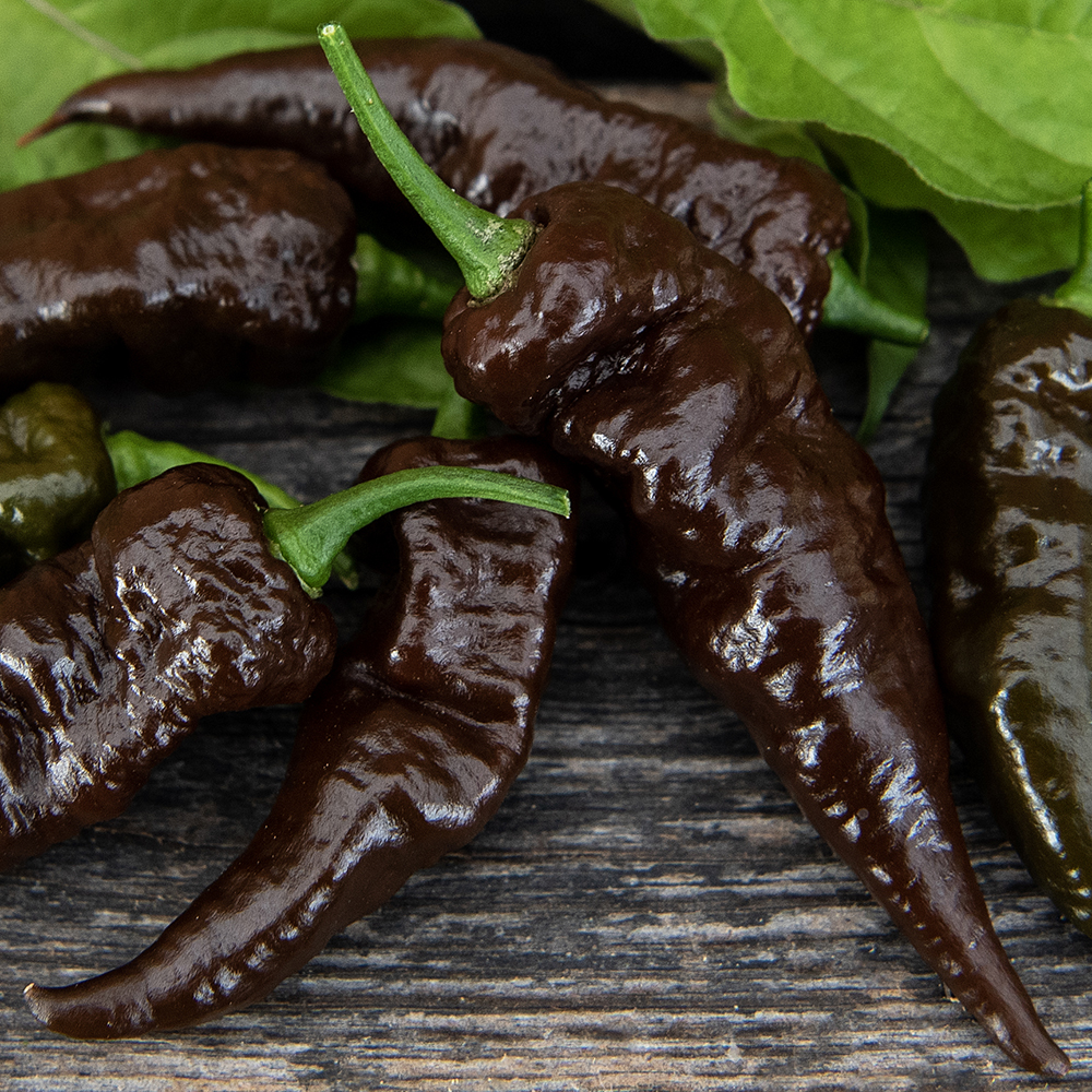 Papryka habanero 'Naga Black'
