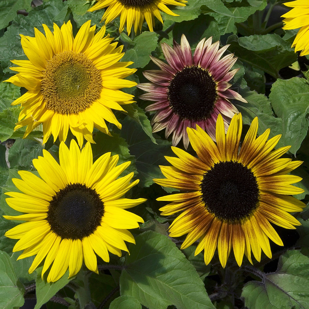 Słonecznik zwyczajny karłowy ‘Paquito Mixture’