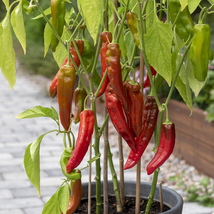 Papryka stożkowata F1 'Estilo'