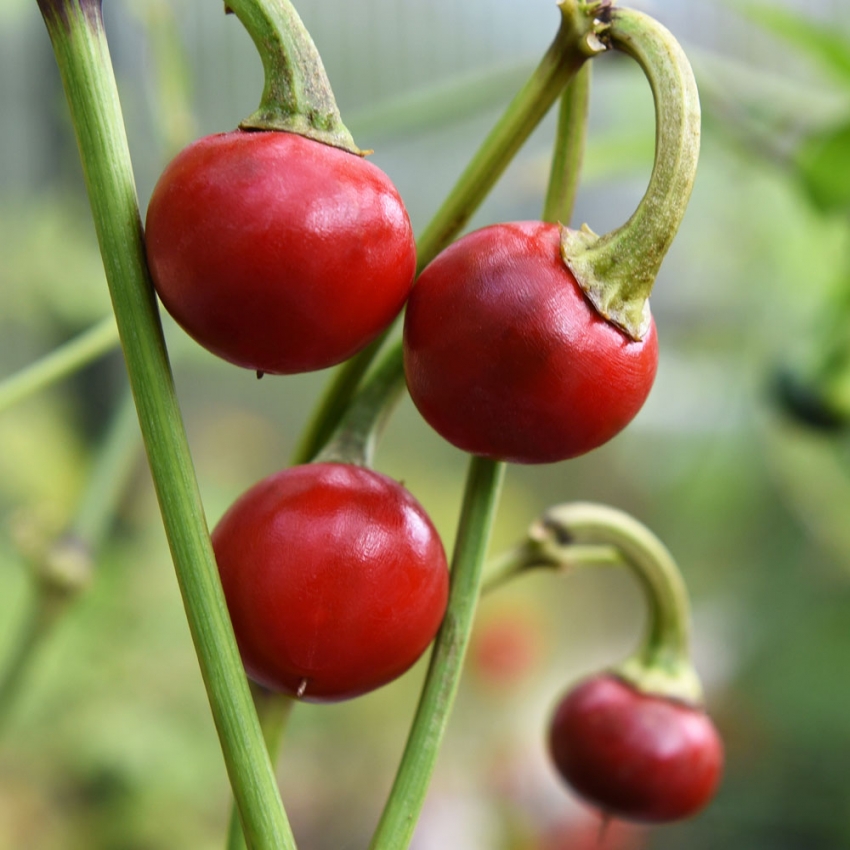 Papryka czereśniowa 'Korál'
