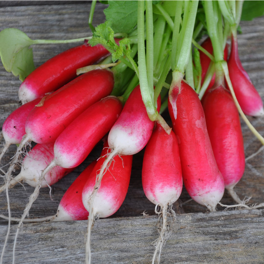 Rzodkiewka 'Patricia'