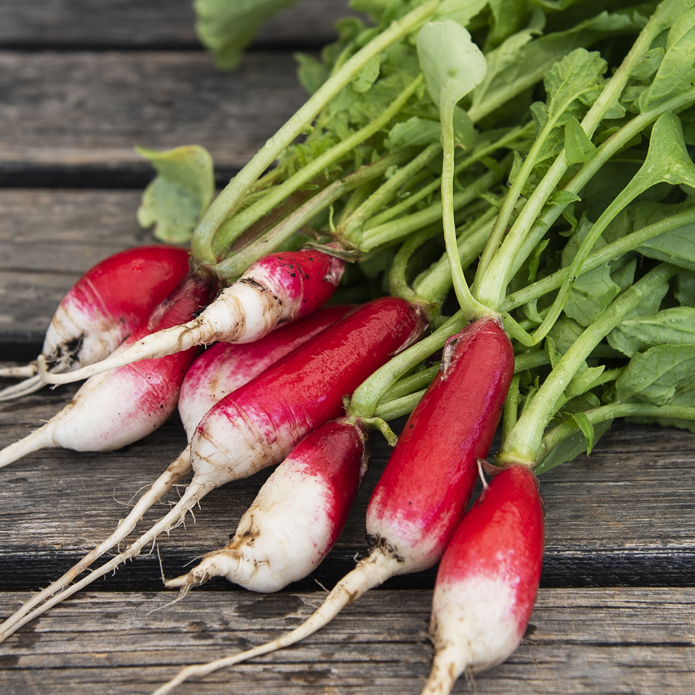 Rzodkiewka 'De 18 jours'