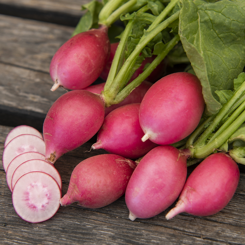 Rzodkiewka 'Jutrzenka'