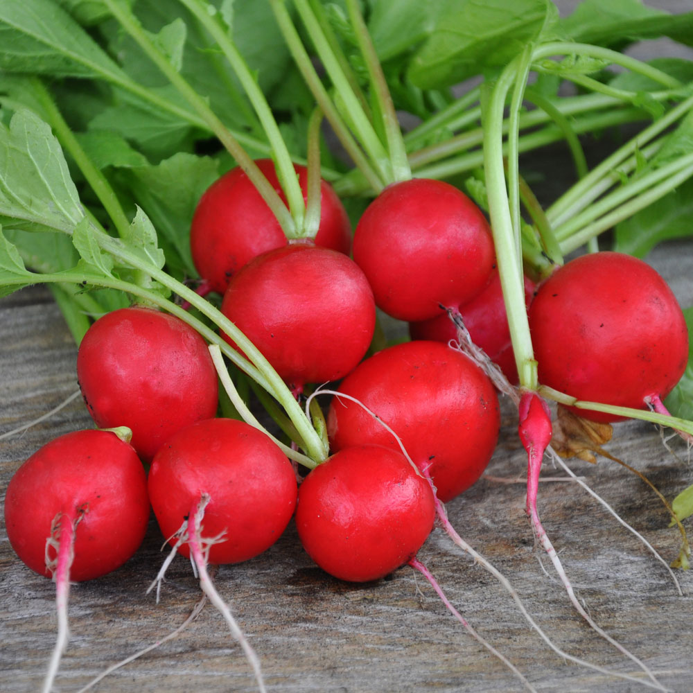 Rzodkiewka F1 'Celesta'