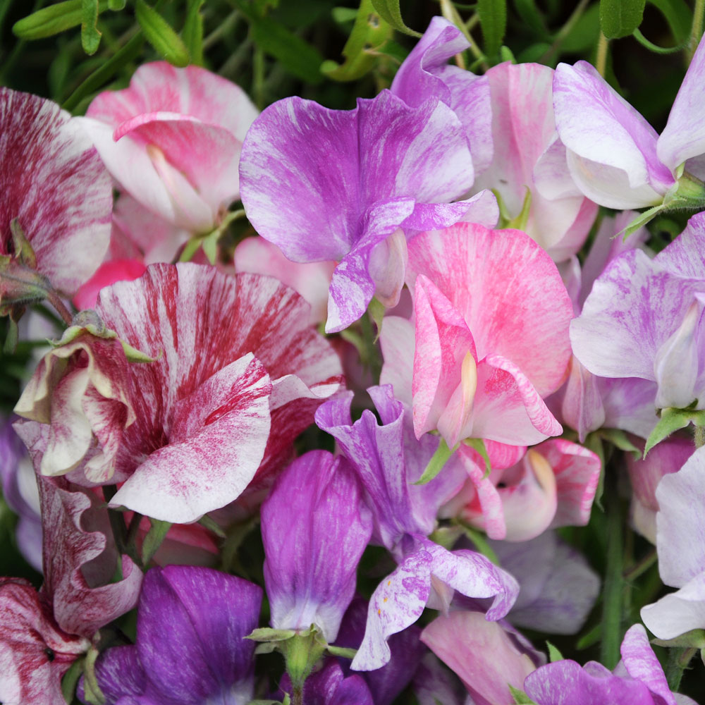 Groszek pachnący ‘Streamer’