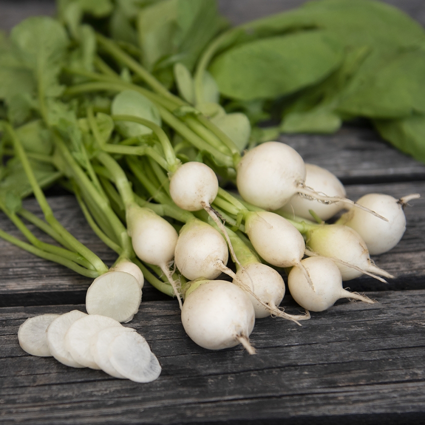 Rzodkiewka F1 'Perła'