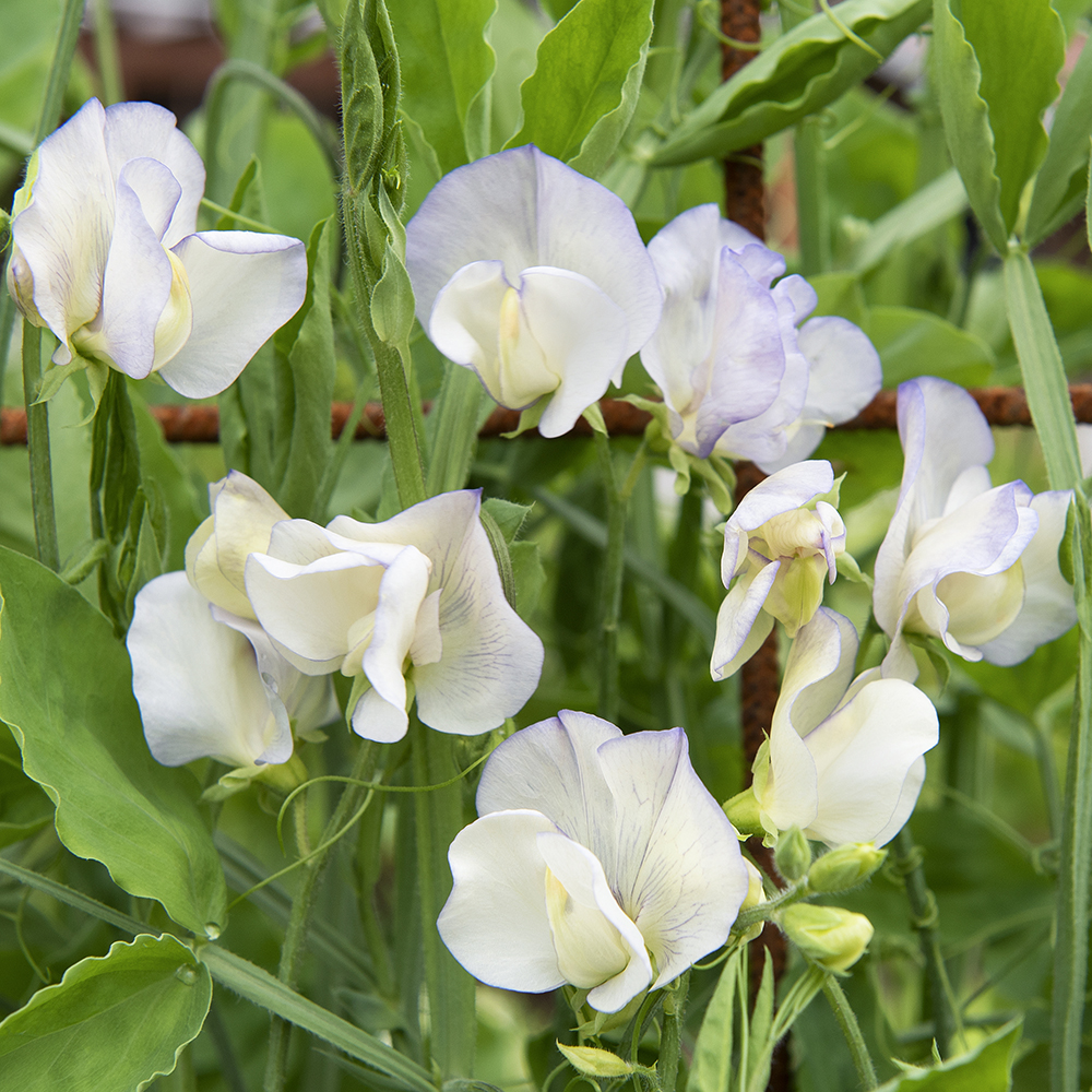 Groszek pachnący 'Spencer Old Times'