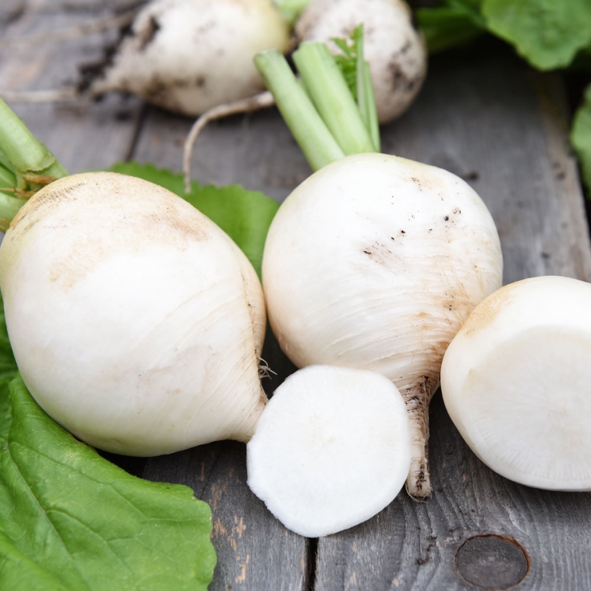 Rzodkiew japońska 'Acord'