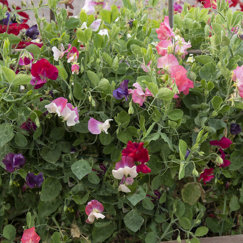 Groszek pachnący karłowy ‘Villa Roma Mix’