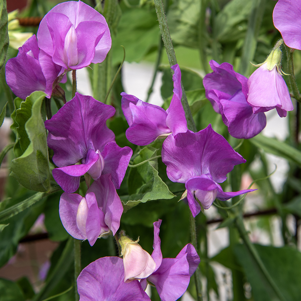 Groszek pachnący ‘Spring Sunshine Mauve’