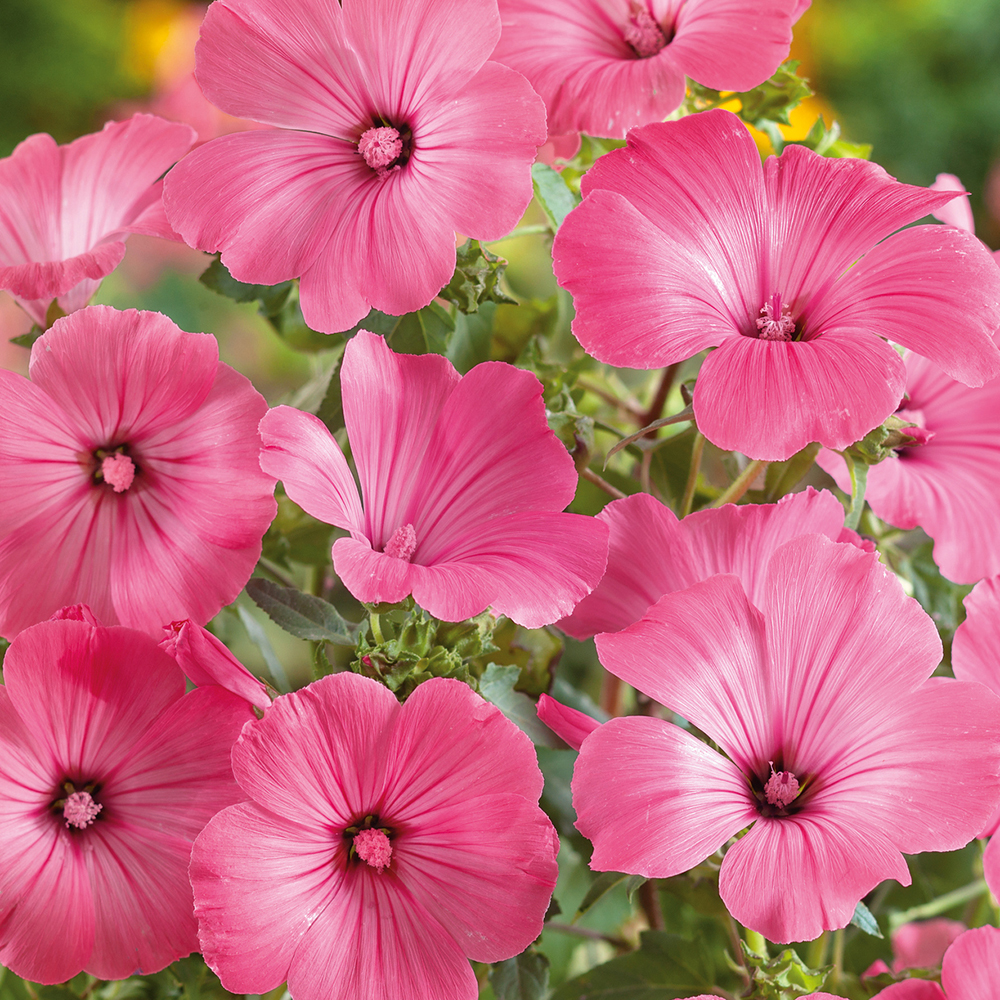 Ślazówka letnia ‘Ruby Regis’