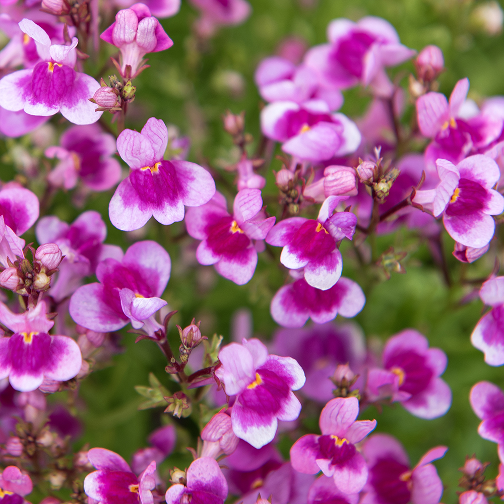 Lnica dwubarwna ‘Fantasista Pink’