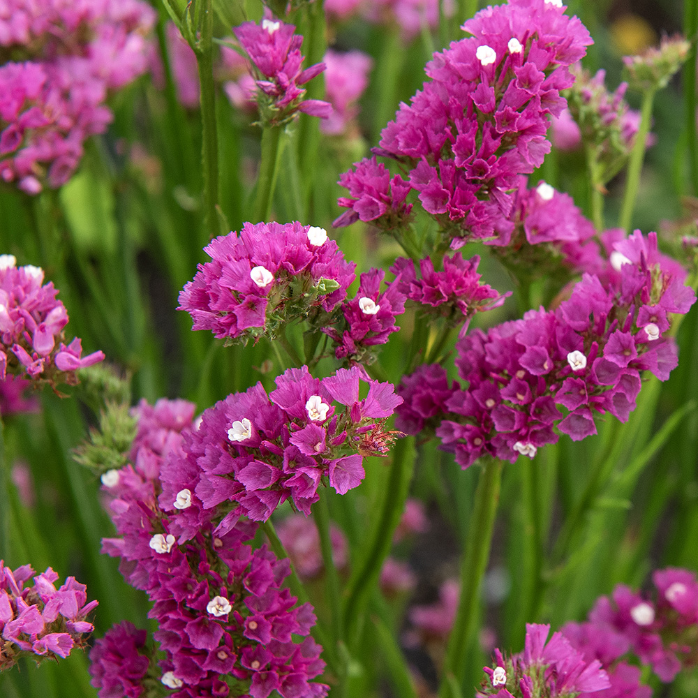 Zatrwian ‘Carmine Rose’