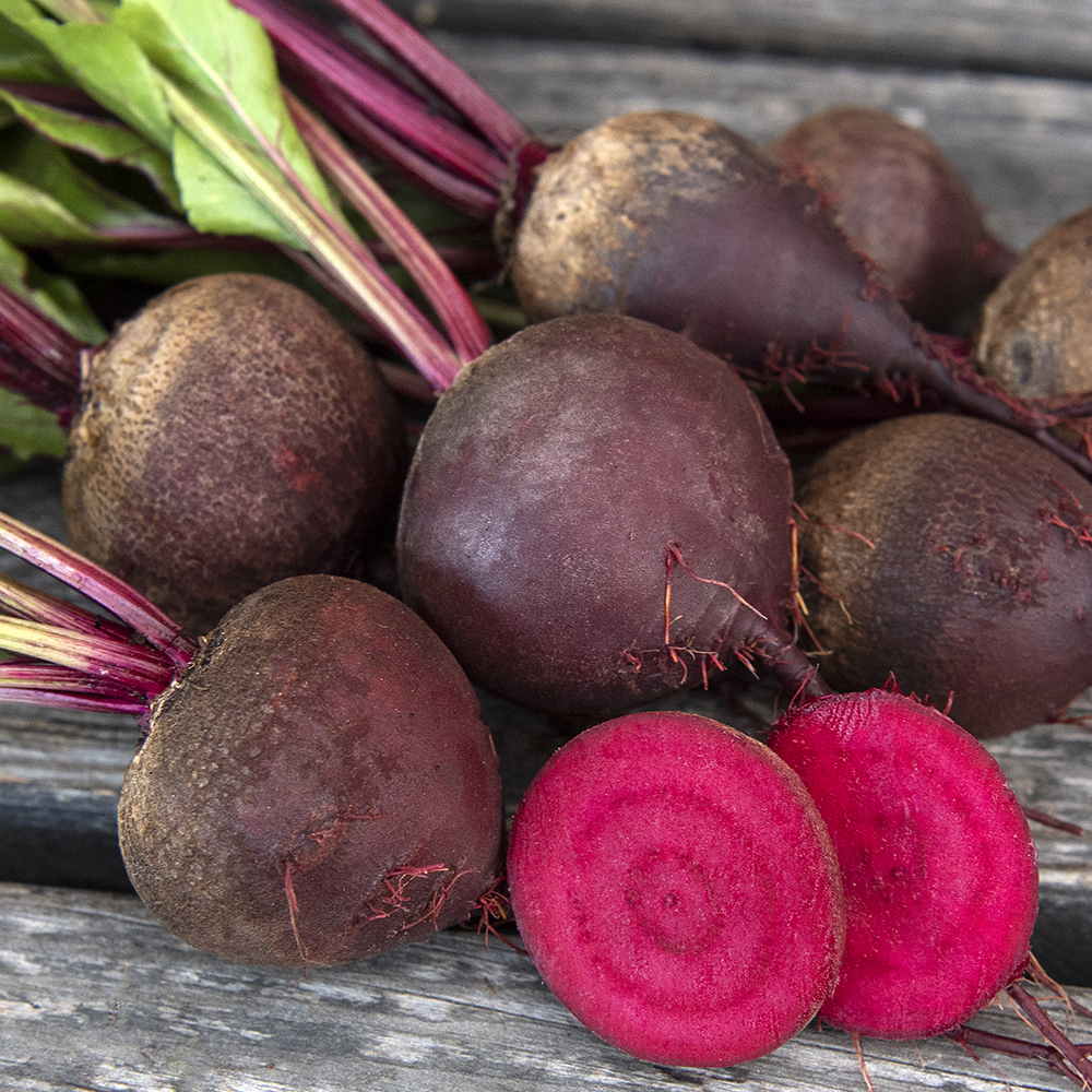 Burak ćwikłowy 'Kornett'