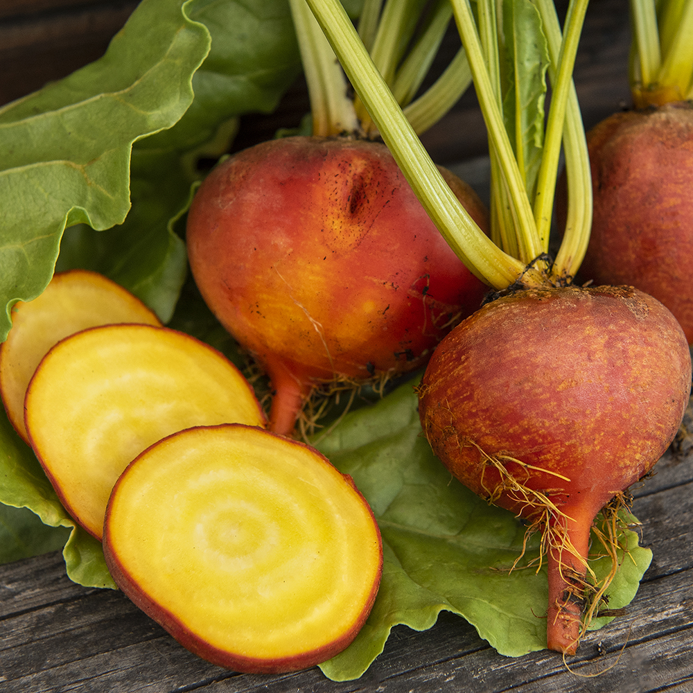 Burak ćwikłowy żółty 'Golden Eye'