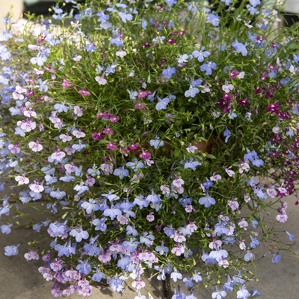 Lobelia przylądkowa zwisająca ‘Colour Cascade’