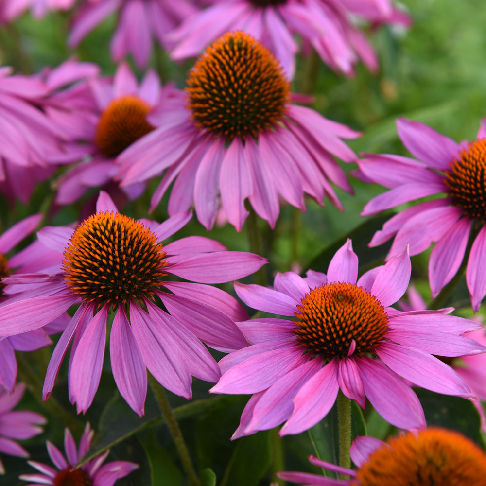 Czerwona Echinacea 'Feeling Pink'