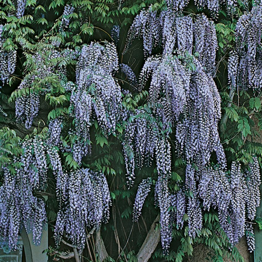Wisteria