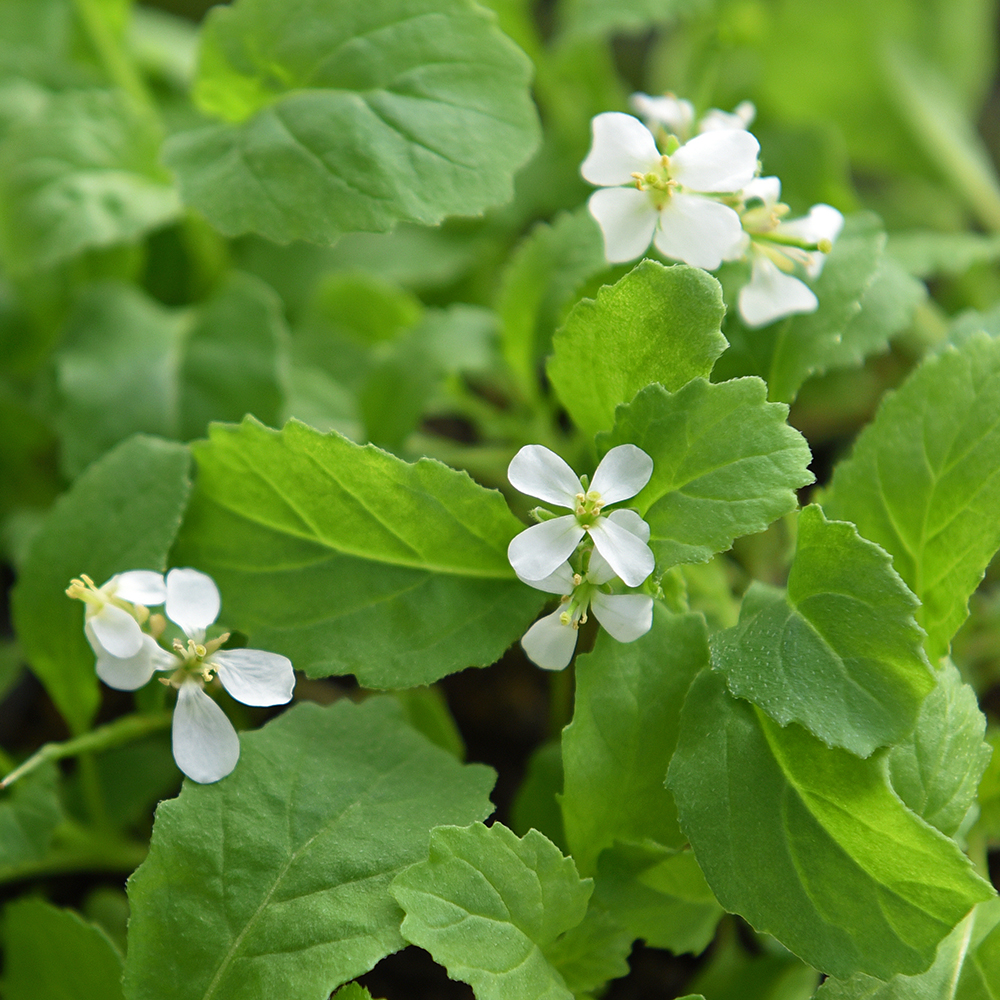 Rukola wasabi 'Wasabi'