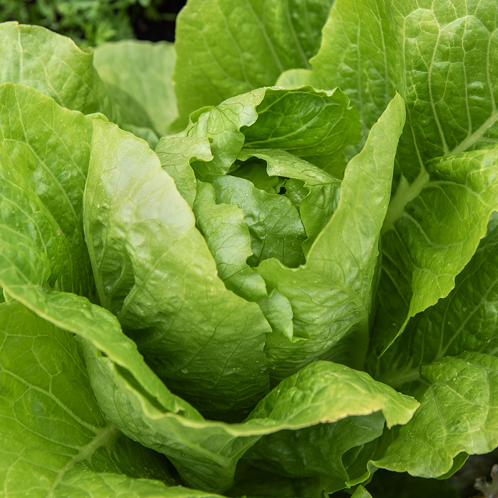 Sałata rzymska 'Blonde maraîchère'