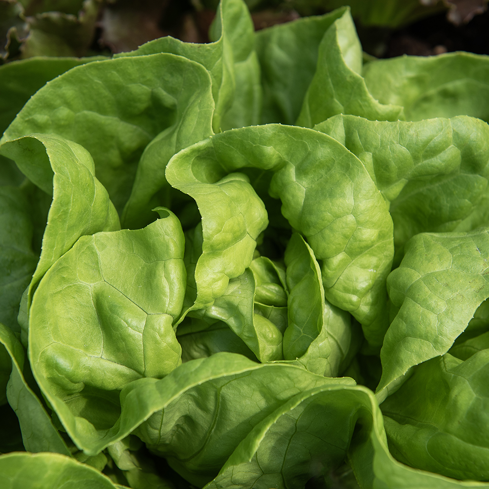 Sałata masłowa 'Trocadero'