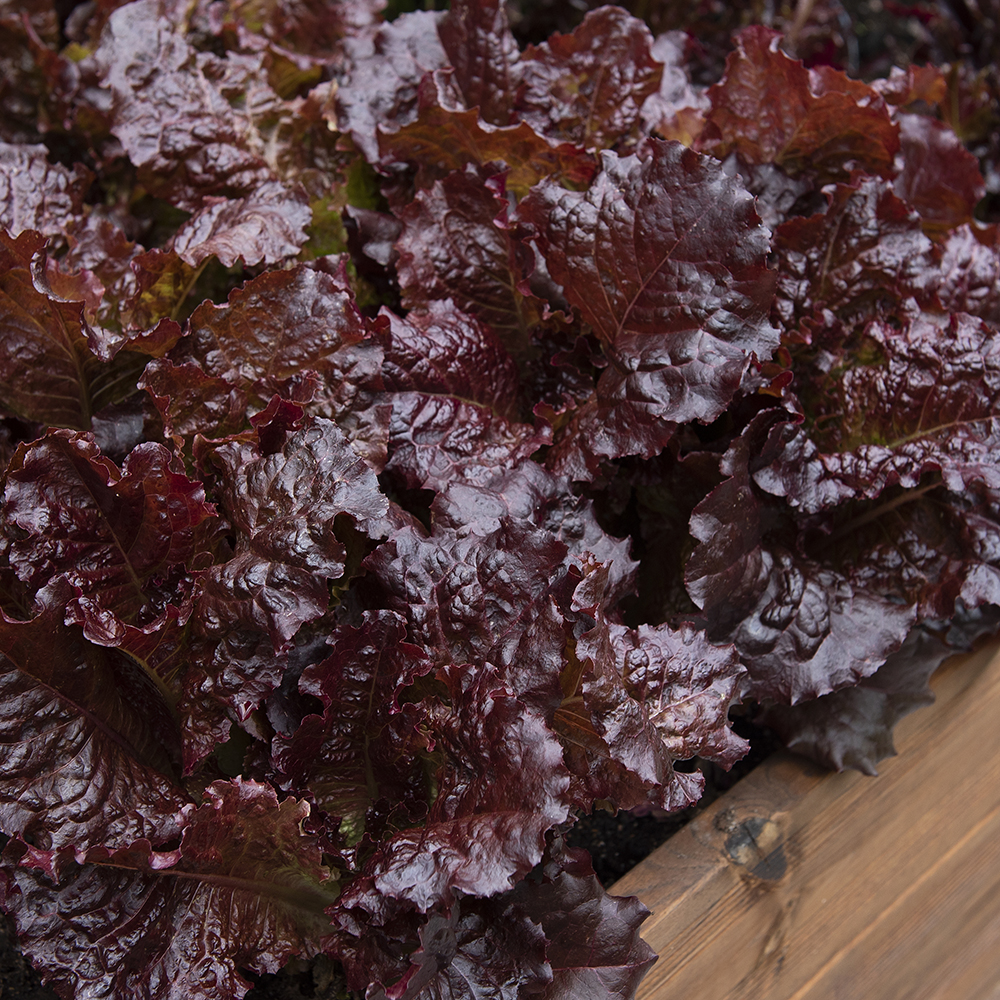 Sałata masłowa 'Apache'