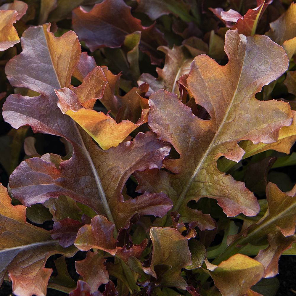 Sałata liściowa 'Salad Bowl Rossa'