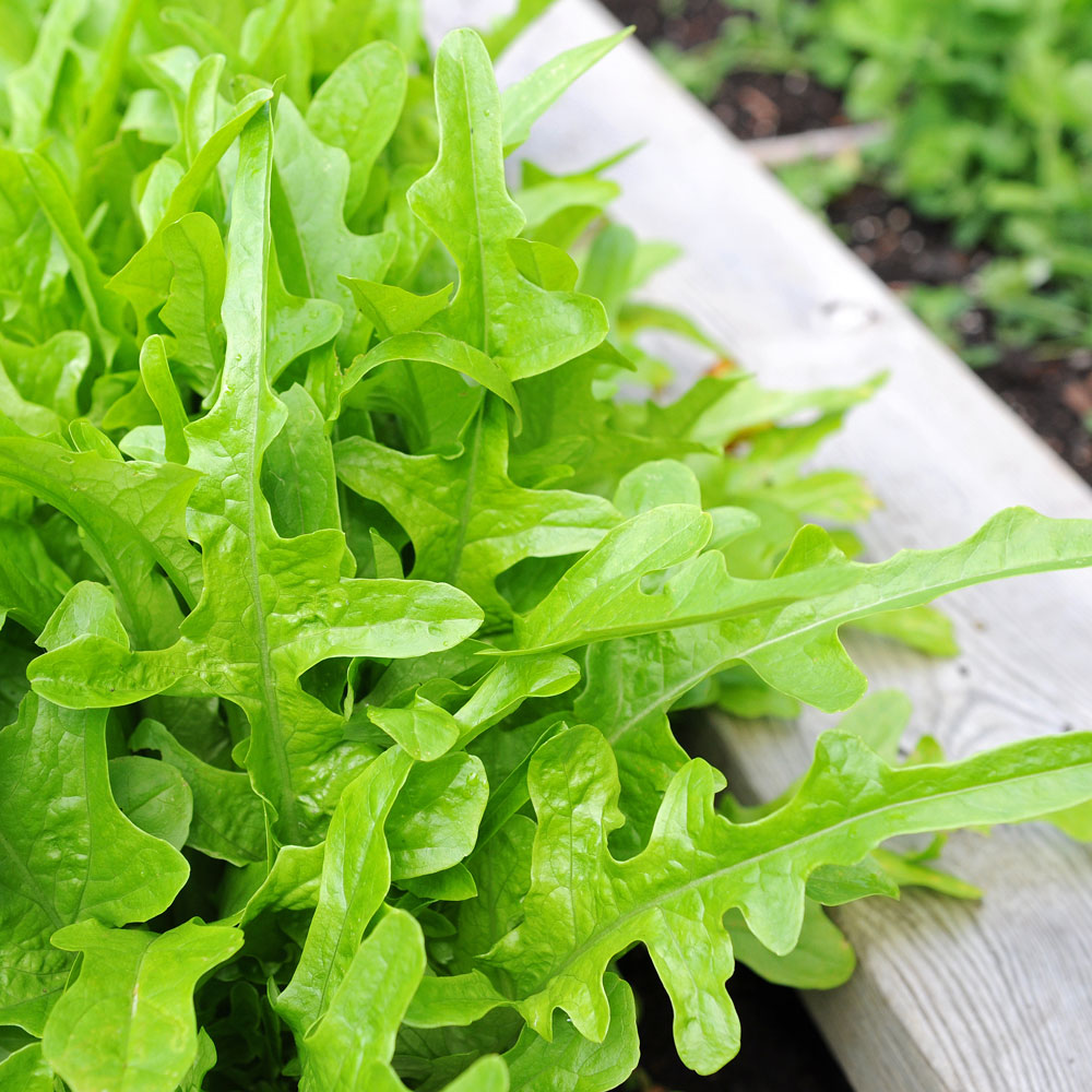 Sałata liściowa 'Radichetta'