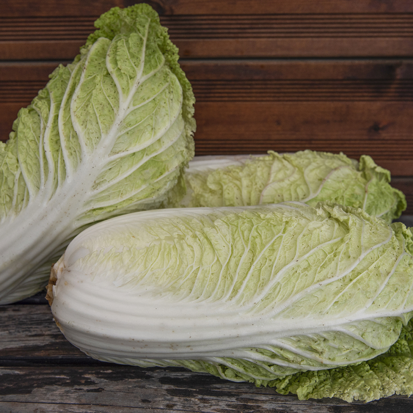 Kapusta pekińska F1 'Forco'