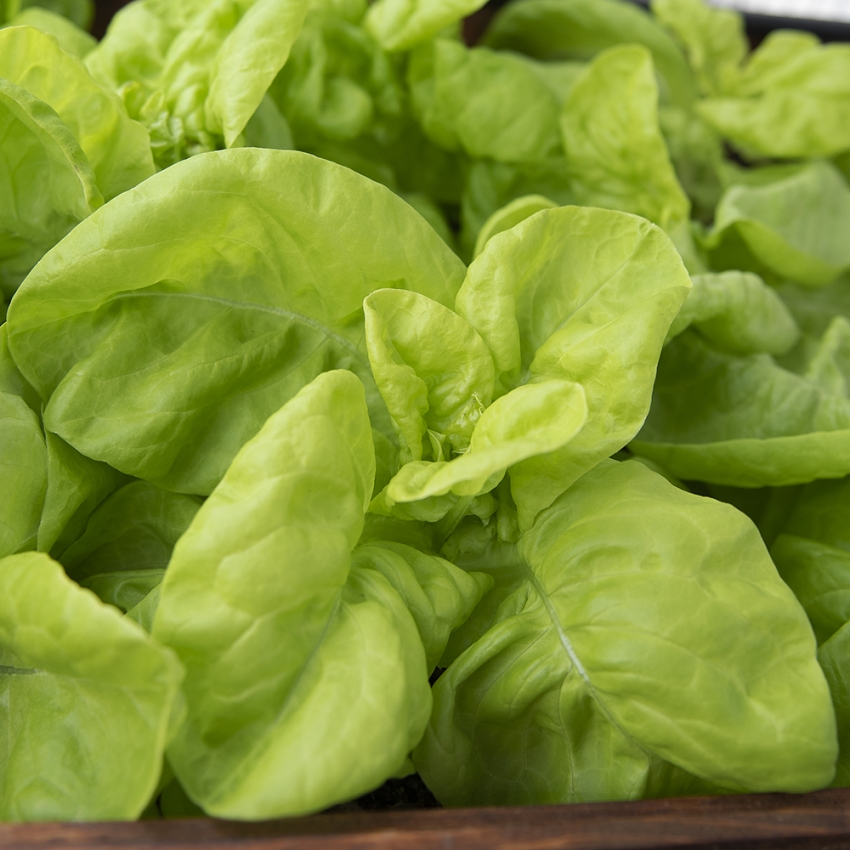 Sałata szklarniowa 'Humil'