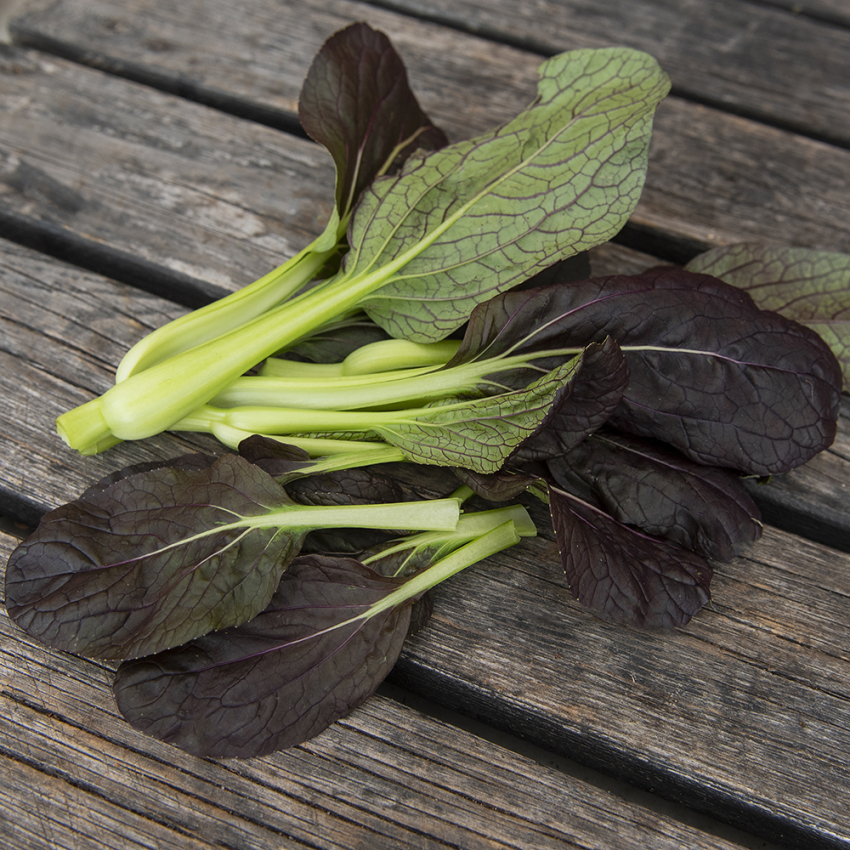 Tatsoi F1 'Tatsoi Red'