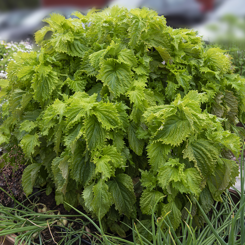 Shiso zielone 'Green Ruffled'