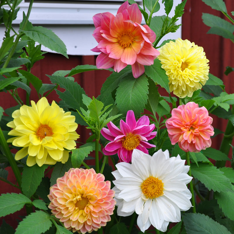 Dalia dekoracyjna 'Giants'