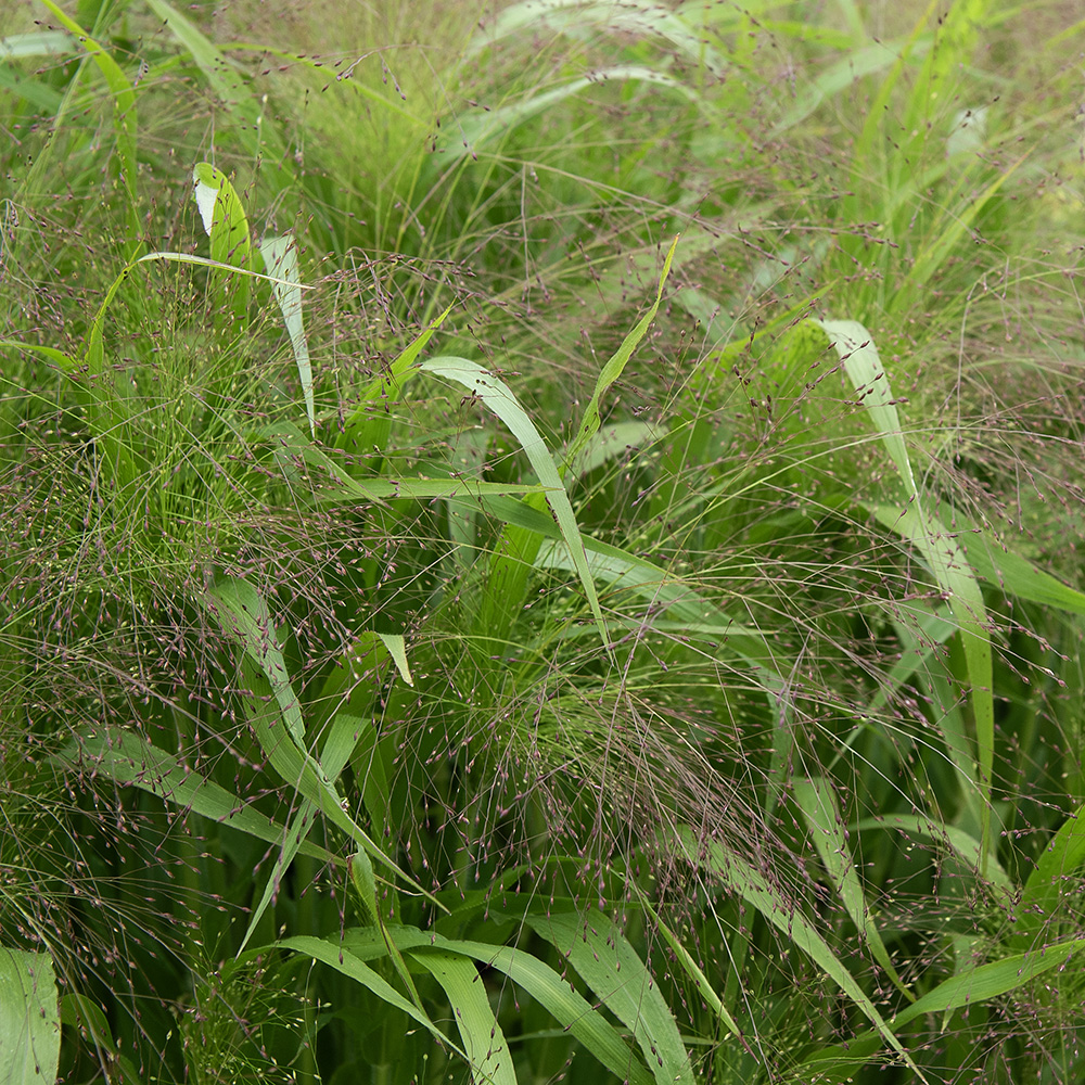 Proso wiechowate 'Sparkling Fountain'