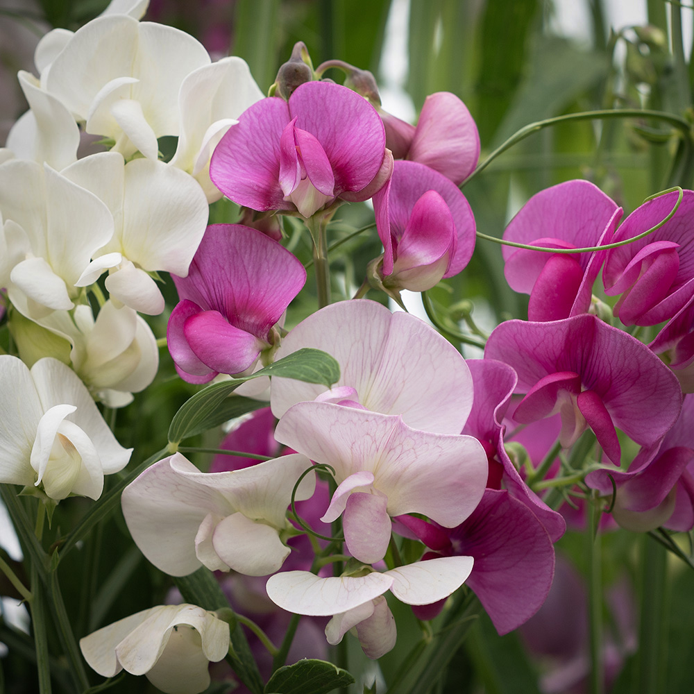 Groszek szerokolistny