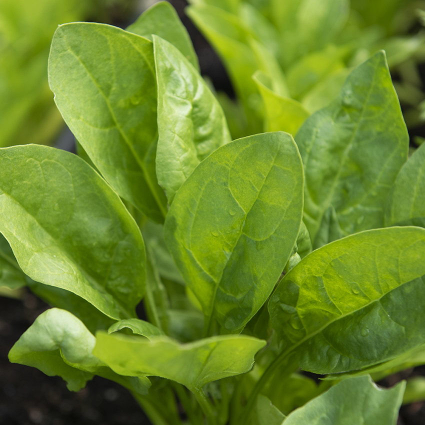 Szpinak 'Monstrueux de Viroflay'